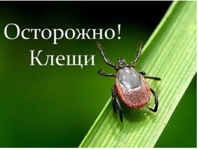 ОТОРОЖНО! Сезон клещей!